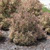 My Monet Weigela #3 - Image 3